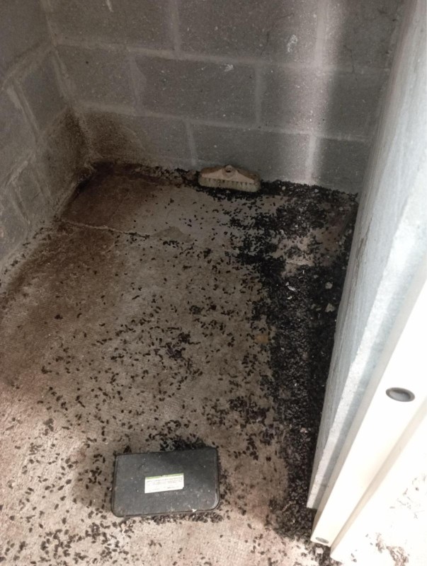 Nettoyage et dératisation dans un local d'une maison à Dieppe 76 en Normandie