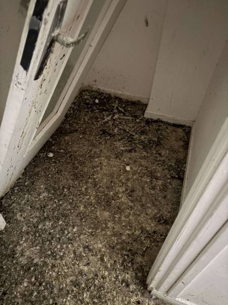 Entreprise de nettoyage/désinfection d'un logement envahi par les pigeons / fientes de pigeons sur Rouen 76 en Seine Maritime